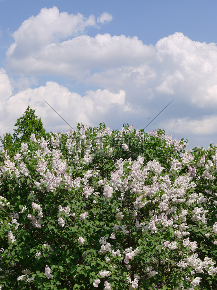 一种丁香花丛，开着白色的花朵，