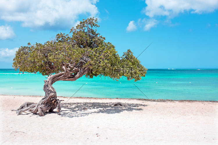 加勒比海阿鲁巴岛上的 Divi divi 树
