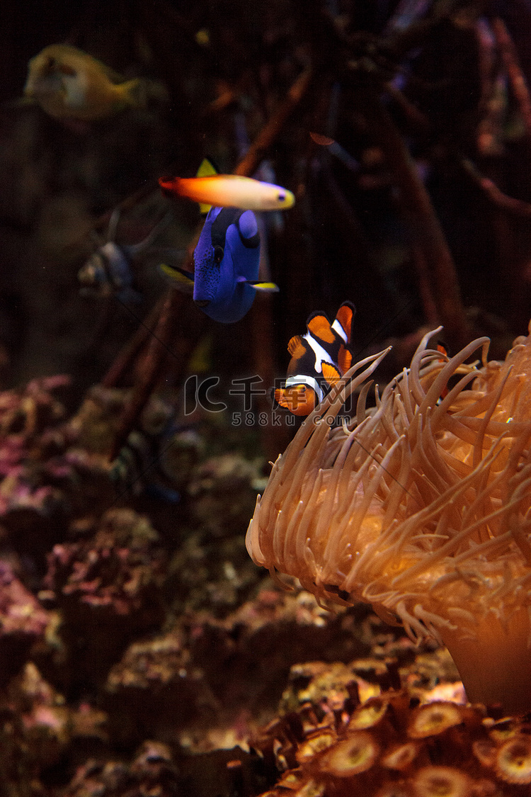 小丑鱼 Amphiprioninae 和皇家蓝塘