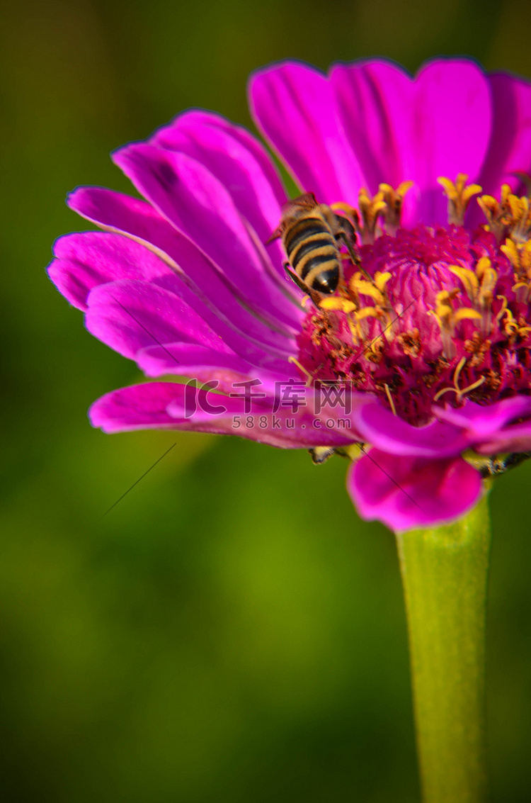 蜜蜂在装饰性花园花上采集花粉的