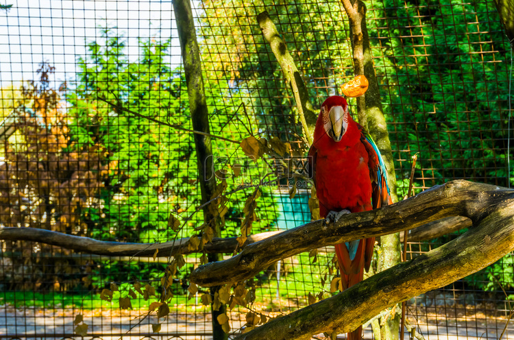 红绿金刚鹦鹉坐在鸟舍的树枝上，
