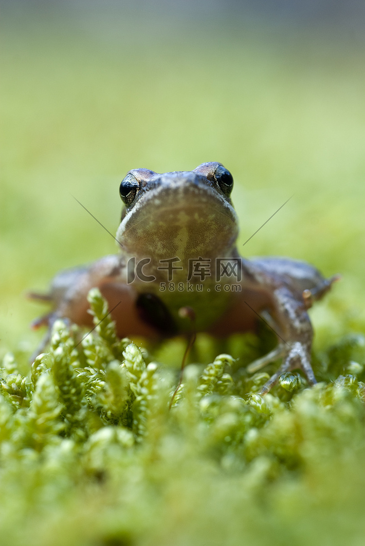 伊比利亚蛙 (Rana iberica) 长腿蛙