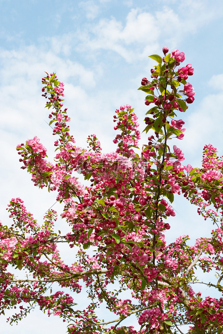 蟹苹果树枝上覆盖着粉红色的花朵
