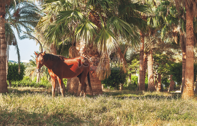 日落时，黑马站在棕榈树的背景上