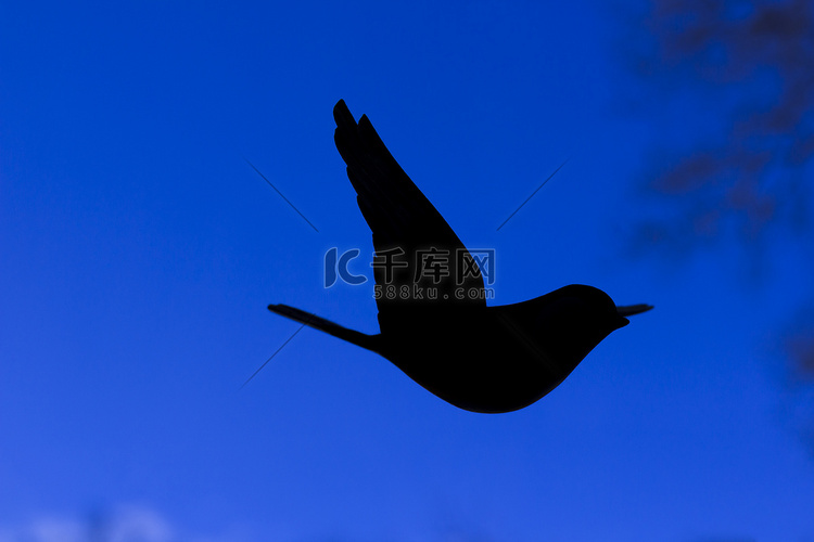 鸟的黑色剪影-一只伟大的山雀-