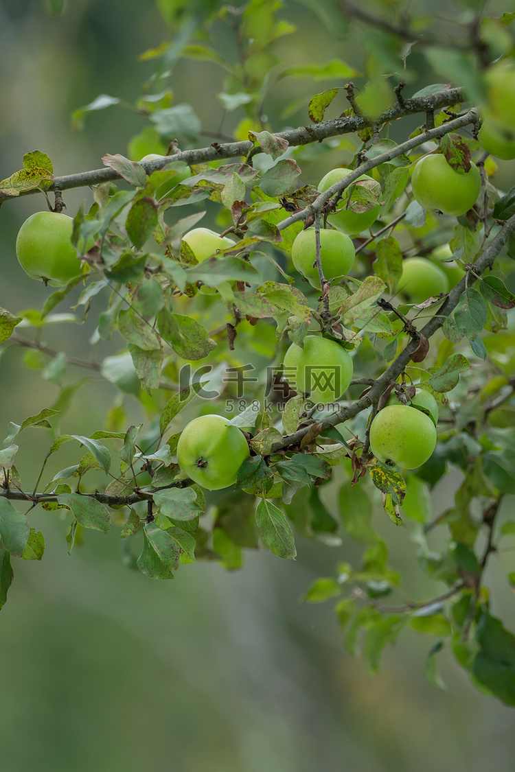 树枝上挂满了成熟的青苹果