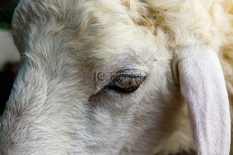 白色和棕色绵羊的特写眼睛