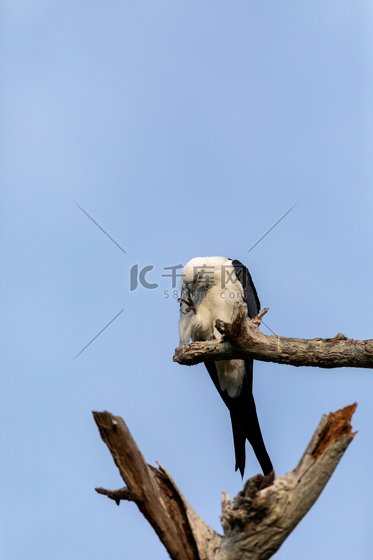白色和灰色雄性燕尾鸢 Elan