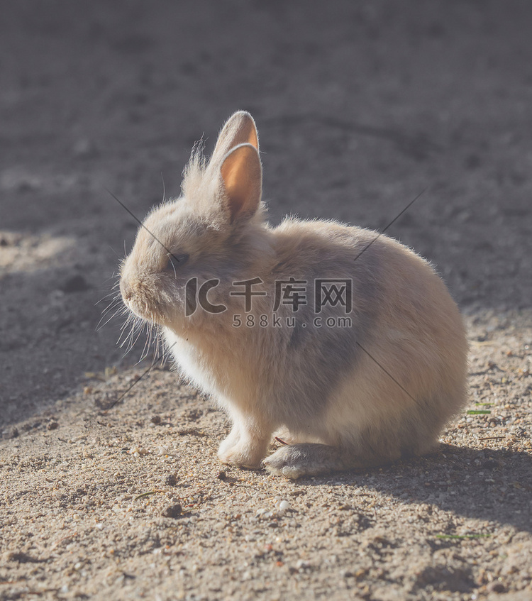 一只小兔子坐在阳光下