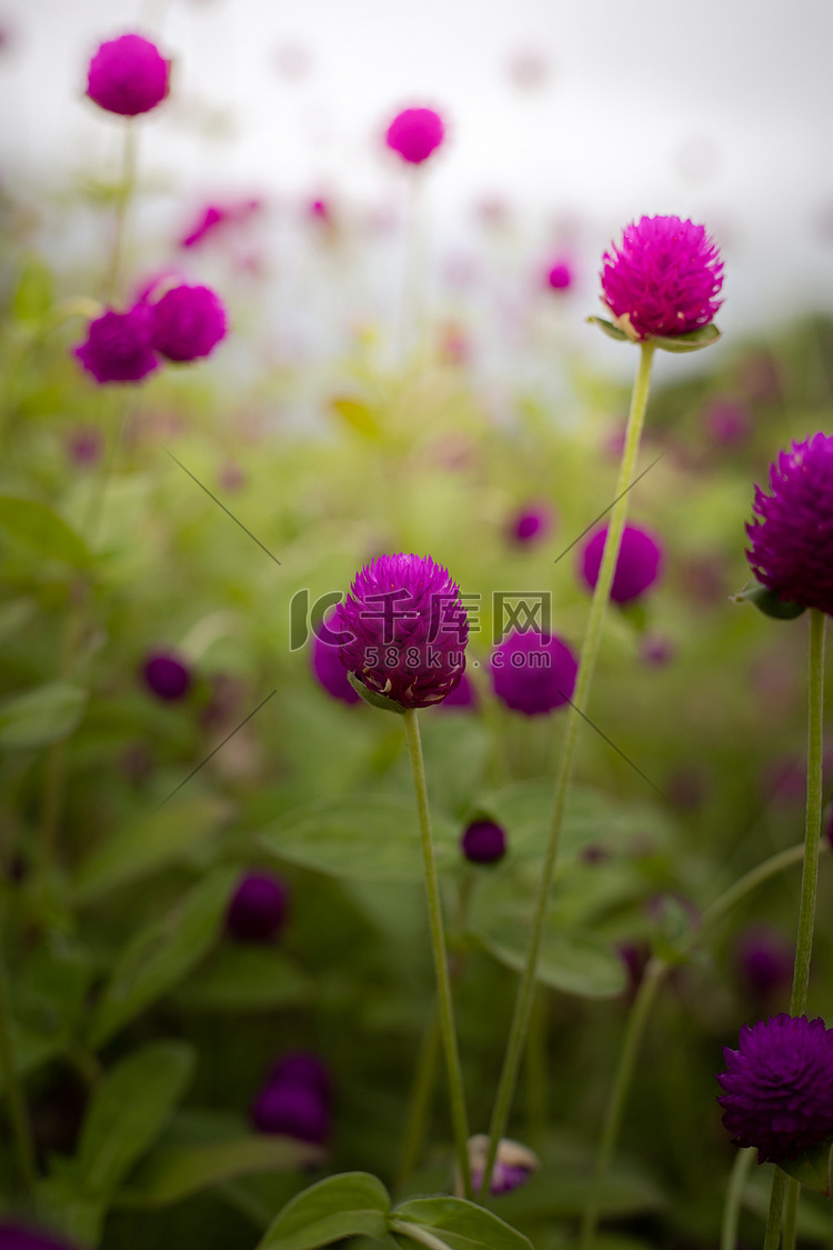 五颜六色的花朵的背景图片