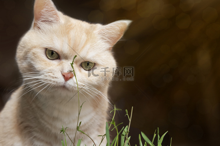 棕色背景中，漂亮的奶油色虎斑猫
