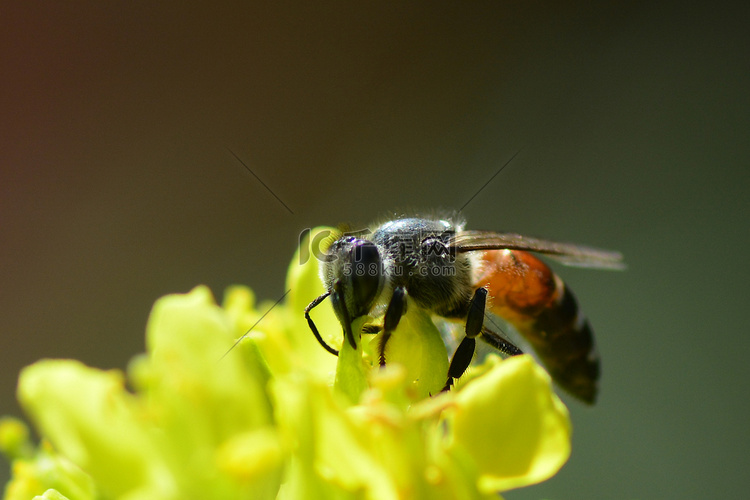 西方蜜蜂采集花蜜和传播花粉的特