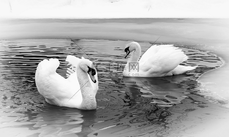 冬天湖上的两只白天鹅。