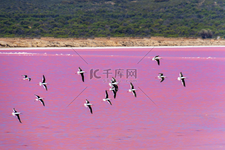西澳大利亚粉红湖成群的黑翅长脚