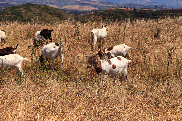 山羊聚集在山坡上吃干草