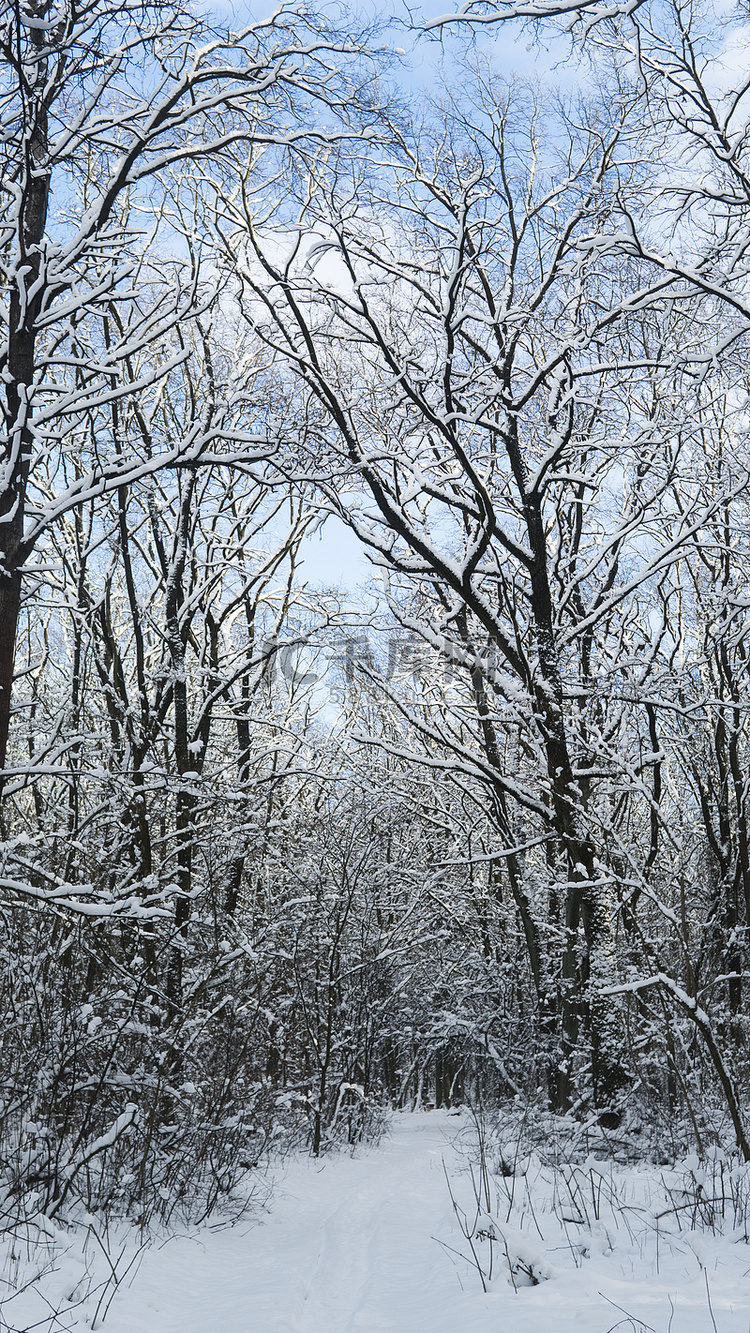美丽的冬季森林，树木覆盖着白雪
