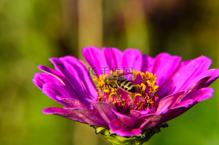 蜜蜂在装饰性花园花上采集花粉的