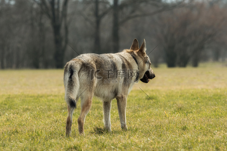 捷克猎狼犬在草地上玩耍