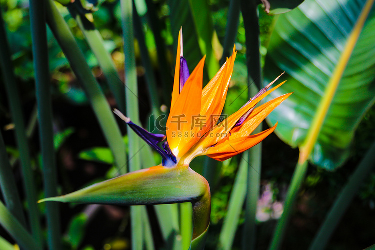 五颜六色的花天堂鸟鹤望兰在植物