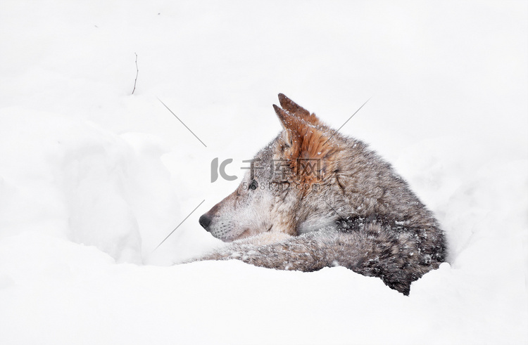 灰狼在深雪的冬日巢穴中休息