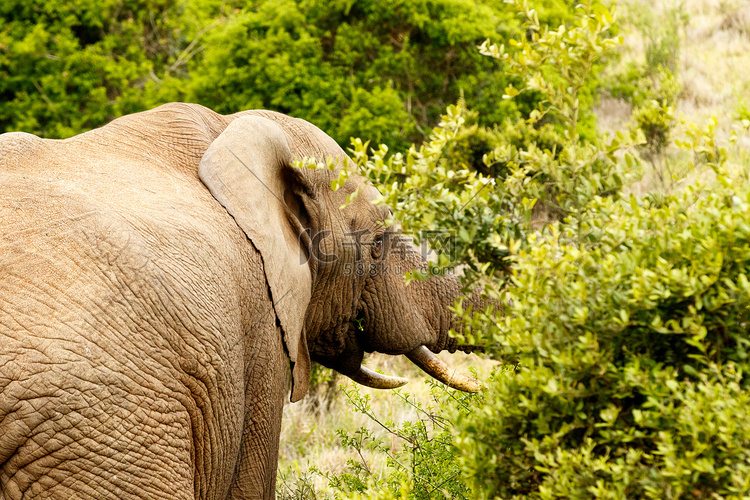 布什大象在灌木丛中吃东西