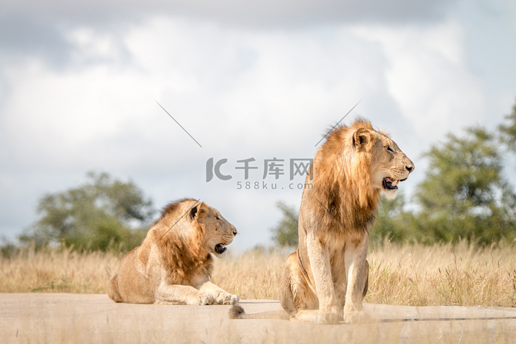 两只公狮子坐在路上。