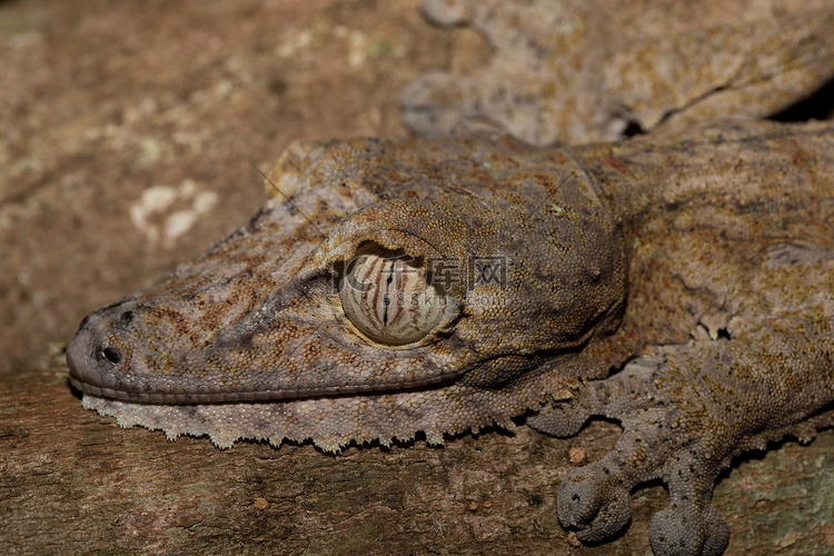 巨型叶尾壁虎，Uroplatus fimbriatus