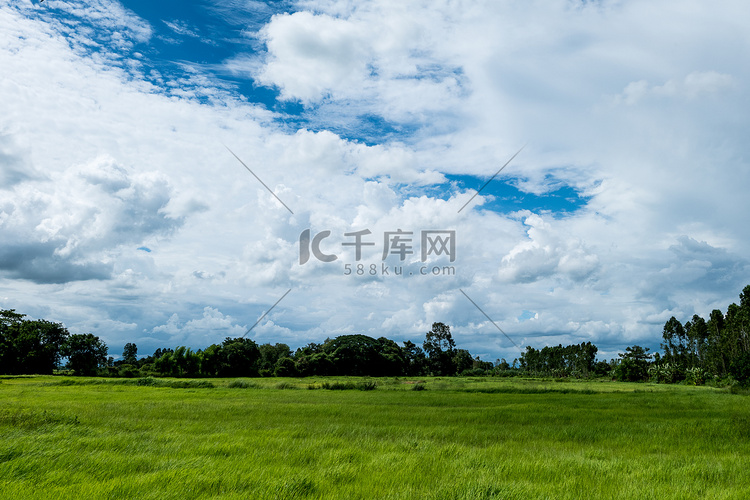 蓝天与水稻植物、绿地和稻田在雨