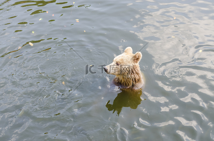 熊坐在河边。