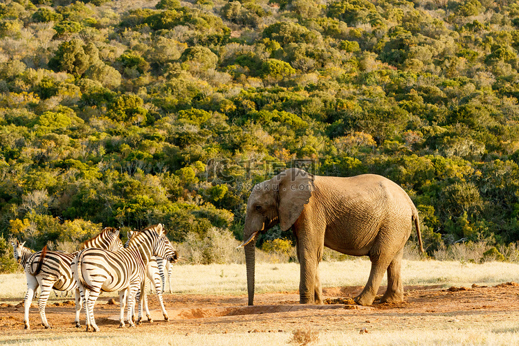 非洲丛林大象与斑马聊天