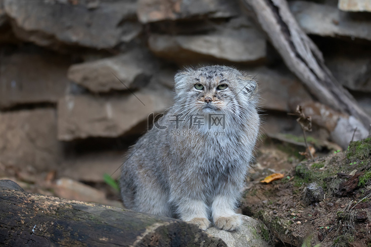 帕拉斯的猫，Otocolobus manul