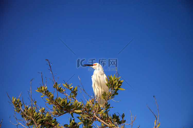 雪鹭 Egretta thula 鸟捕鱼