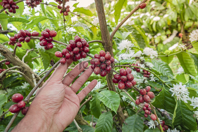 手拿着咖啡豆生长在咖啡树上的特