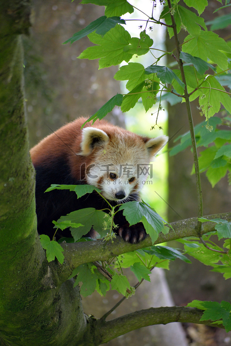 福塔野生动物园树上的小熊猫