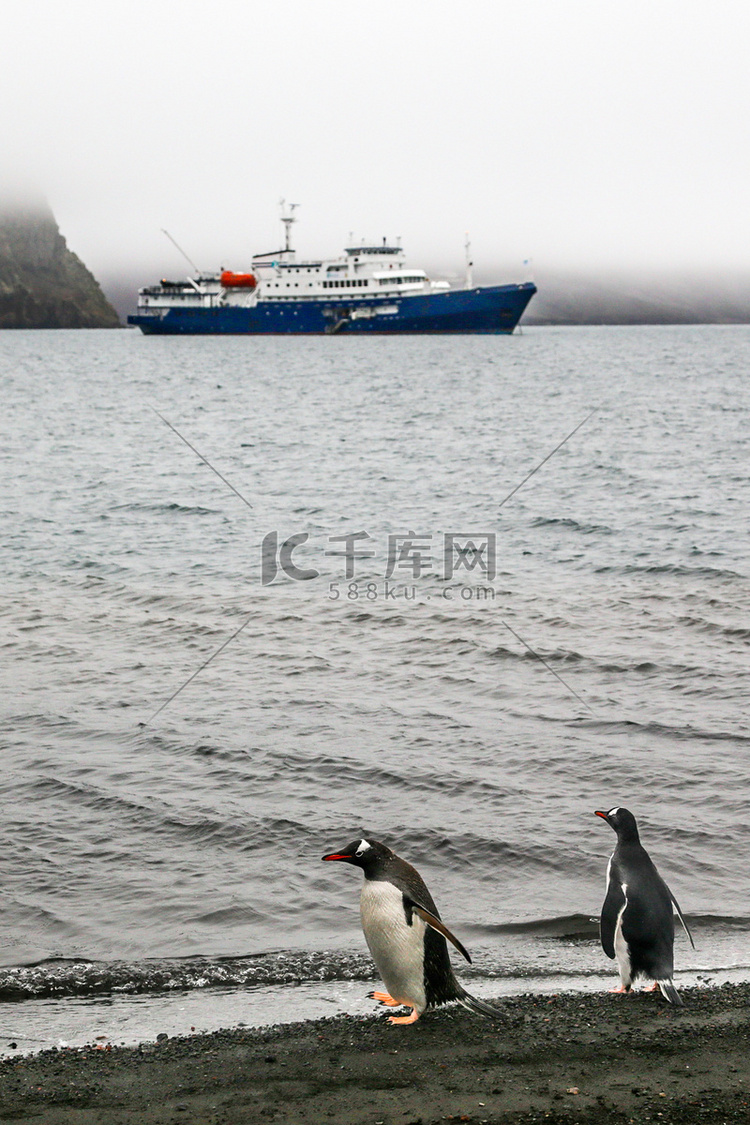 12 月海岸等待游轮的巴布亚企鹅