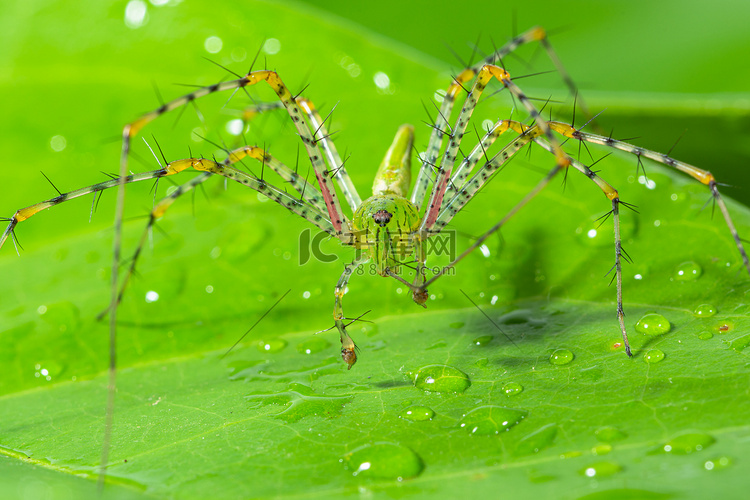 绿蜘蛛宏观 叶子上的长腿 绿色