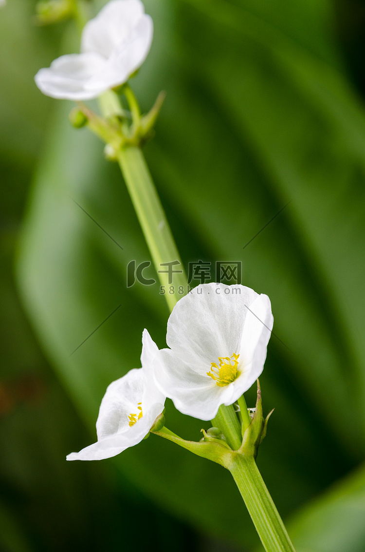 爬行的Burhead的白花