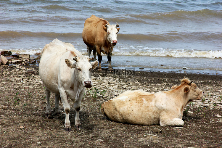 三头牛在靠近水的河边休息