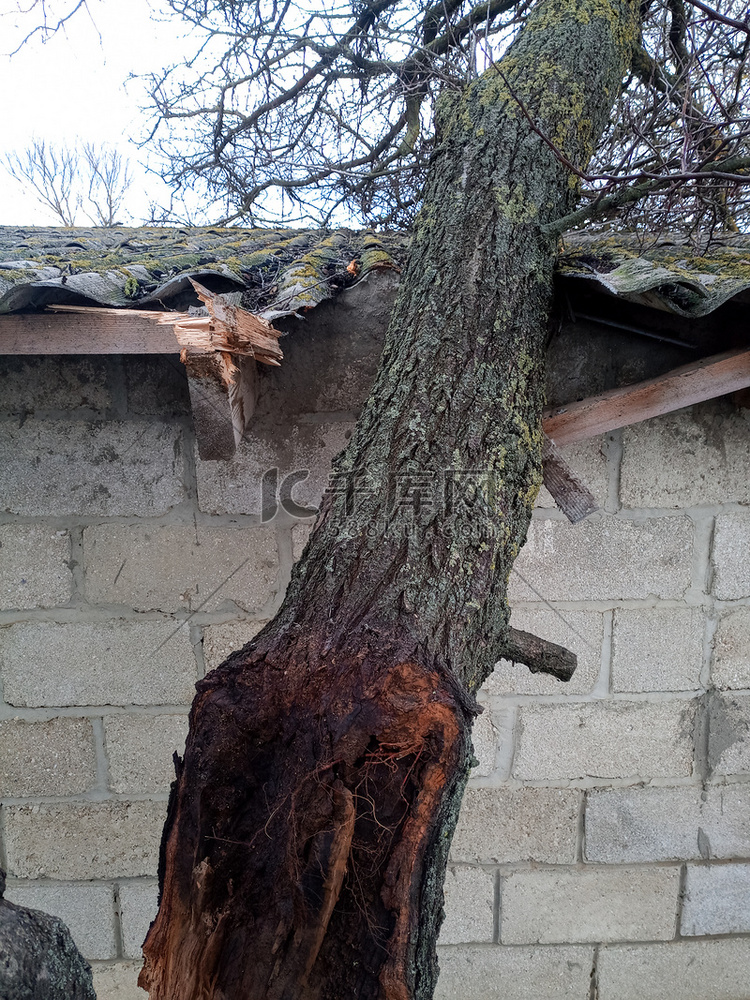 一棵被风吹坏的杏树倒在棚子上，