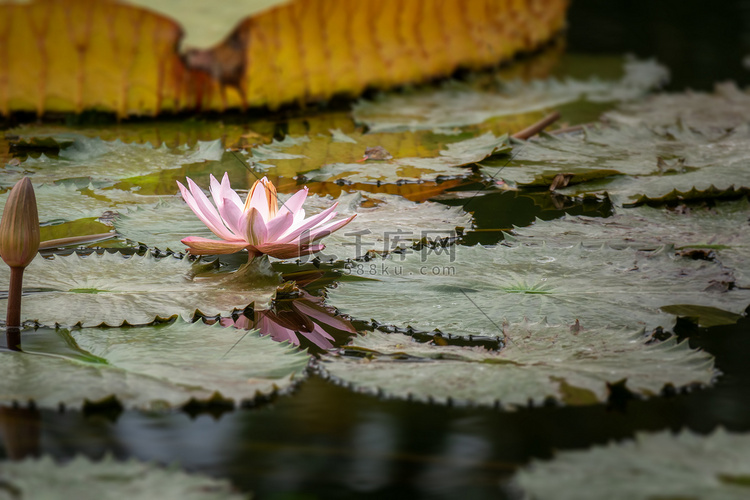 花园池塘中美丽的粉色睡莲