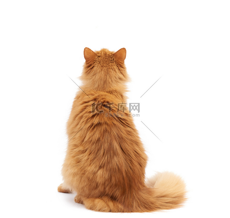 成年蓬松的红猫背坐着