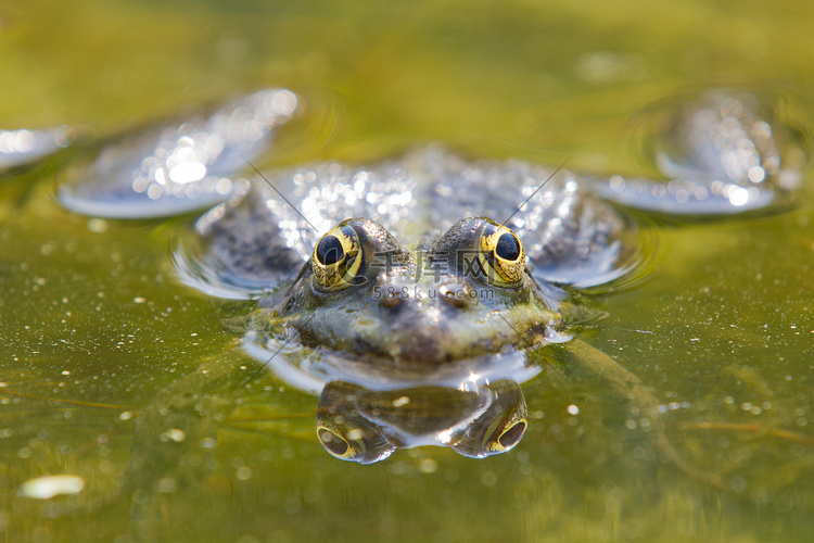 池塘里有腿的详细青蛙