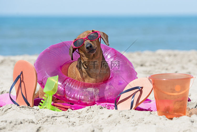 沙滩上的腊肠犬