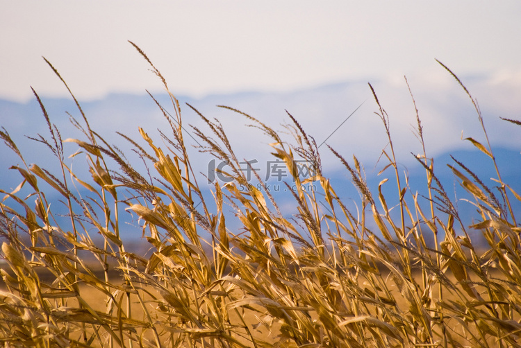 玉米秸秆山背景
