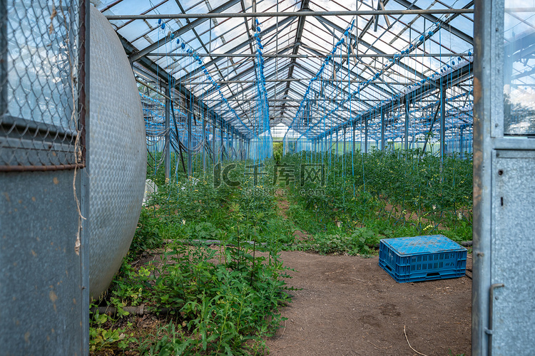 在农场种植有机蔬菜的温室