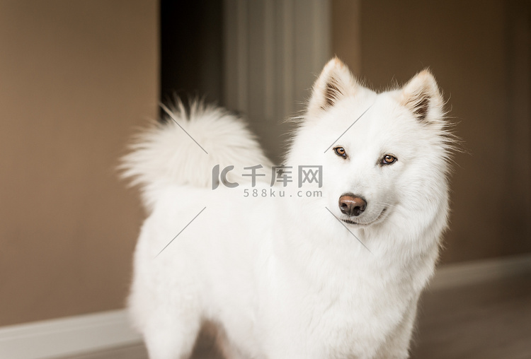 可爱、毛茸茸的白色萨摩耶犬用好