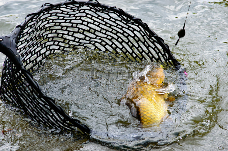 渔网中的大钩鲤