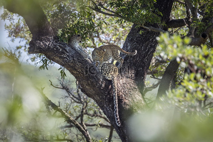 南非克鲁格国家公园的豹