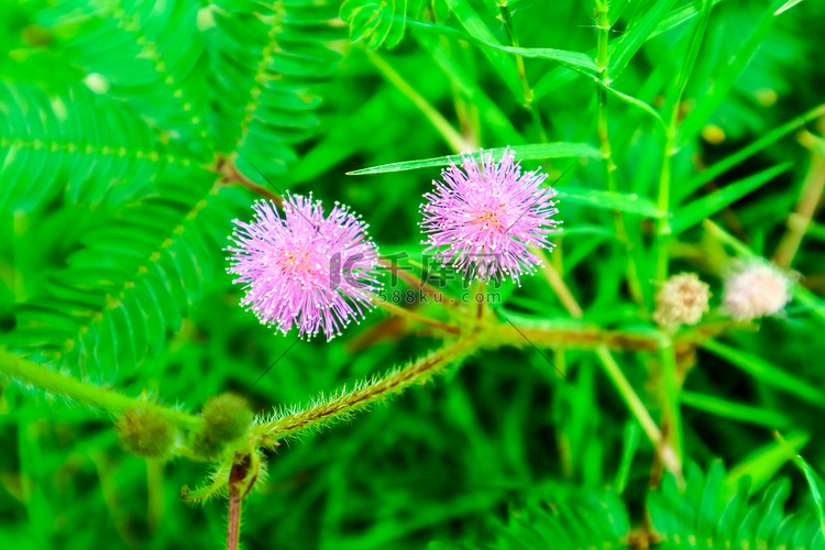 敏感植物粉红色花，含羞草 L.