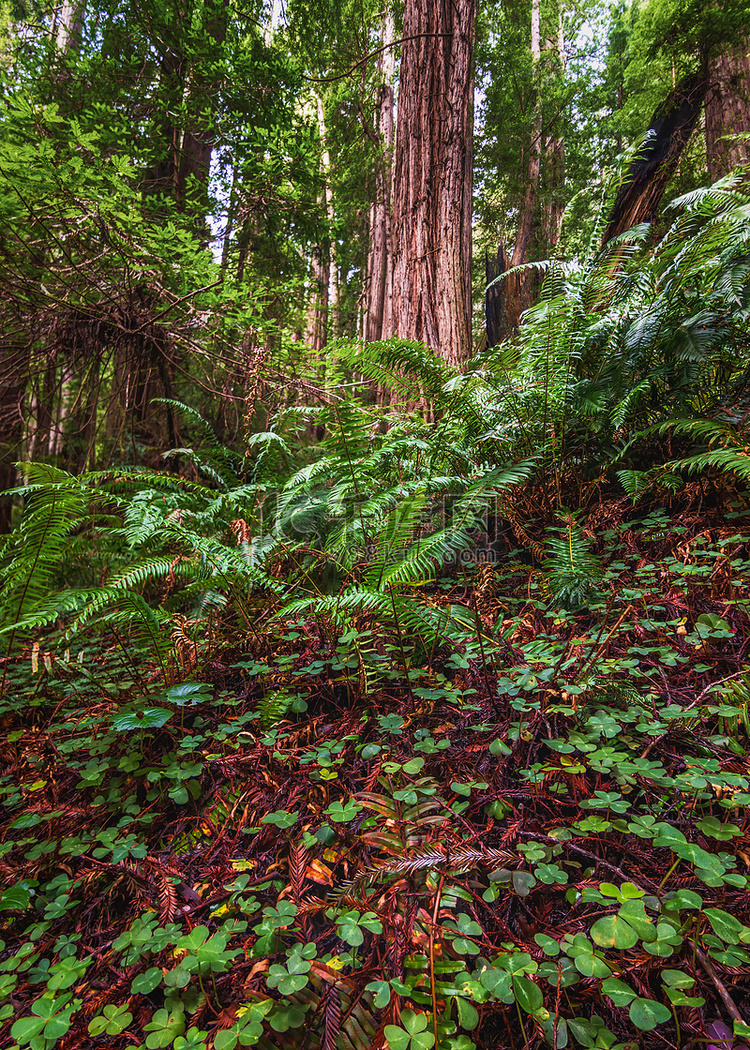 美丽的北加州红木森林景观